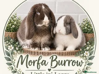 Mini Lop rabbits Mini lops - waiting list open 🐰🌿 - Advert 2