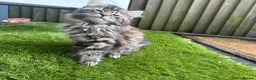 Mixed Breed cats for sale: Beautiful bonded pair of kittens (boy and girl) in Oldbury - Advert 10