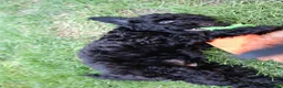 Miniature Poodle dogs for sale: Miniature Poodles in Northolt - Advert 14