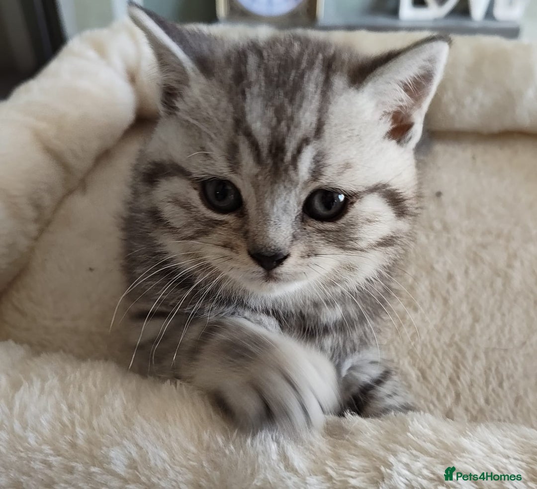 British Shorthair cats for sale: 8 BRITISH SHORTHAIR KITTENS GCCF REGISTERED  - Advert 5