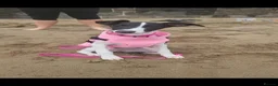 Whippet dogs for sale: Beautiful whippet puppy - Advert 8