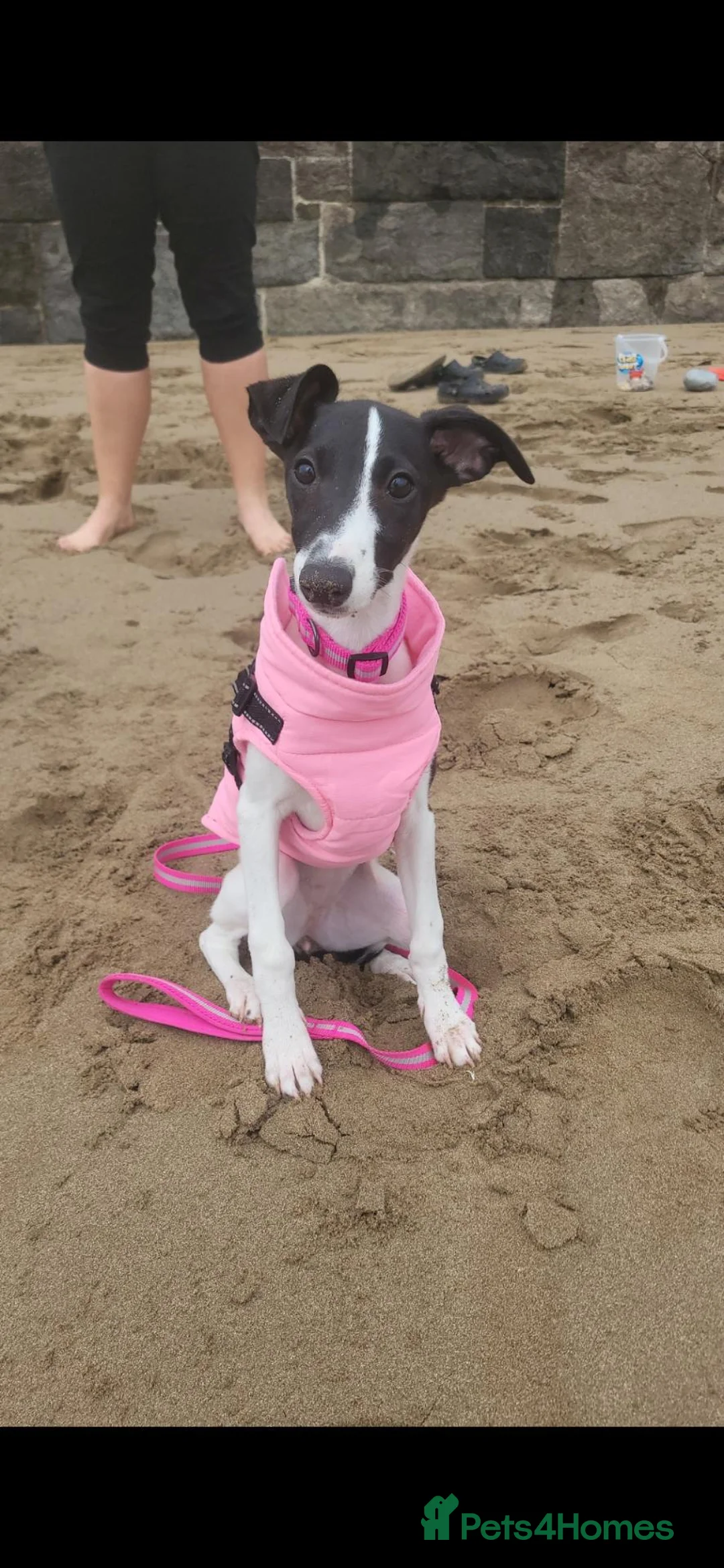 Whippet dogs for sale: Beautiful whippet puppy - Advert 8