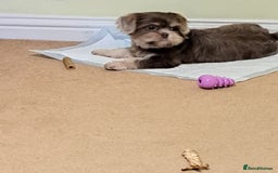Shih Tzu dogs for sale: Rare Phantom Lilac Boy For Sale - Image 1