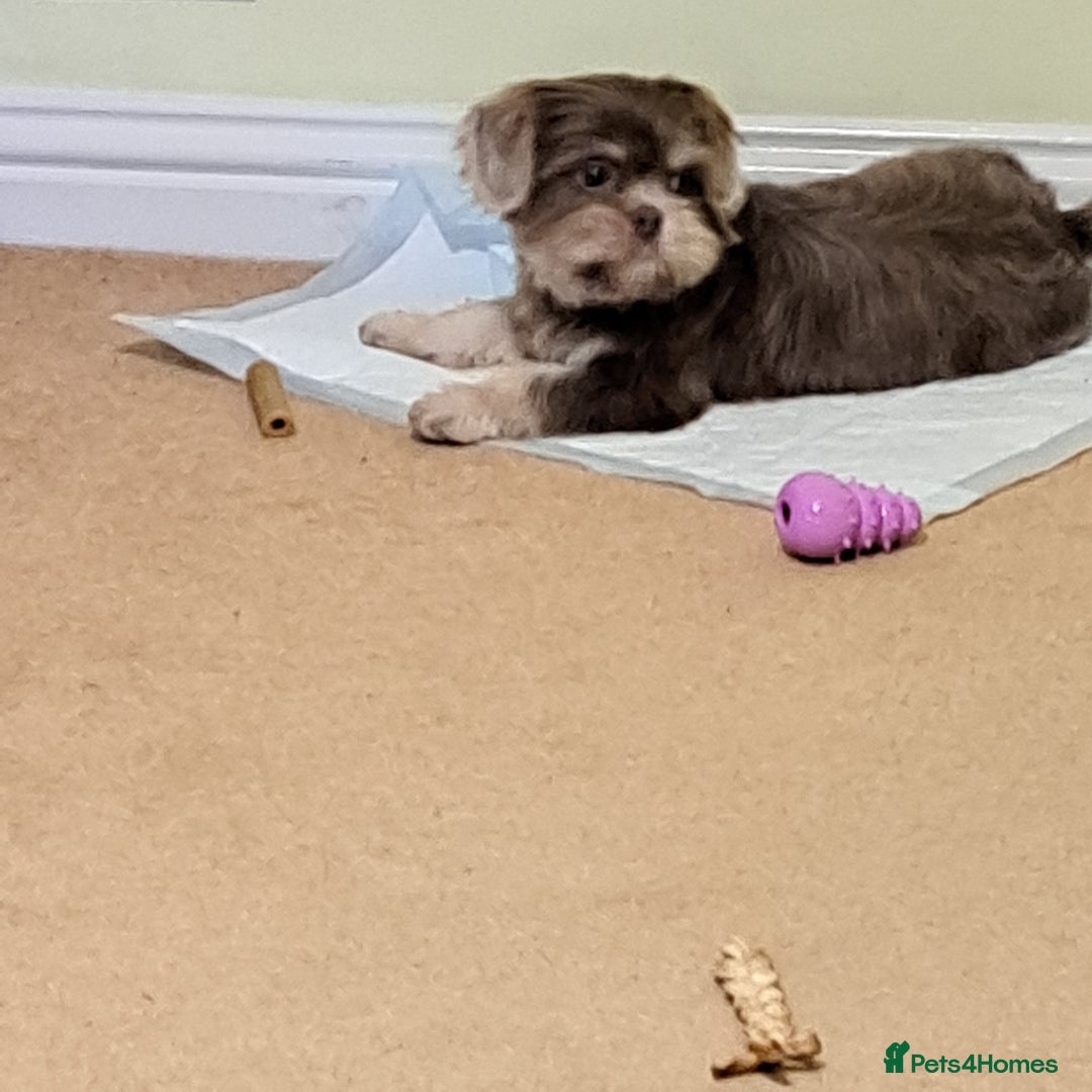Shih Tzu dogs for sale: Rare Phantom Lilac Boy For Sale - Image 1