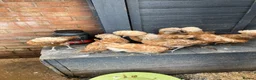 Chickens poultry for sale: Polish Pullets 16 weeks  - Advert 21