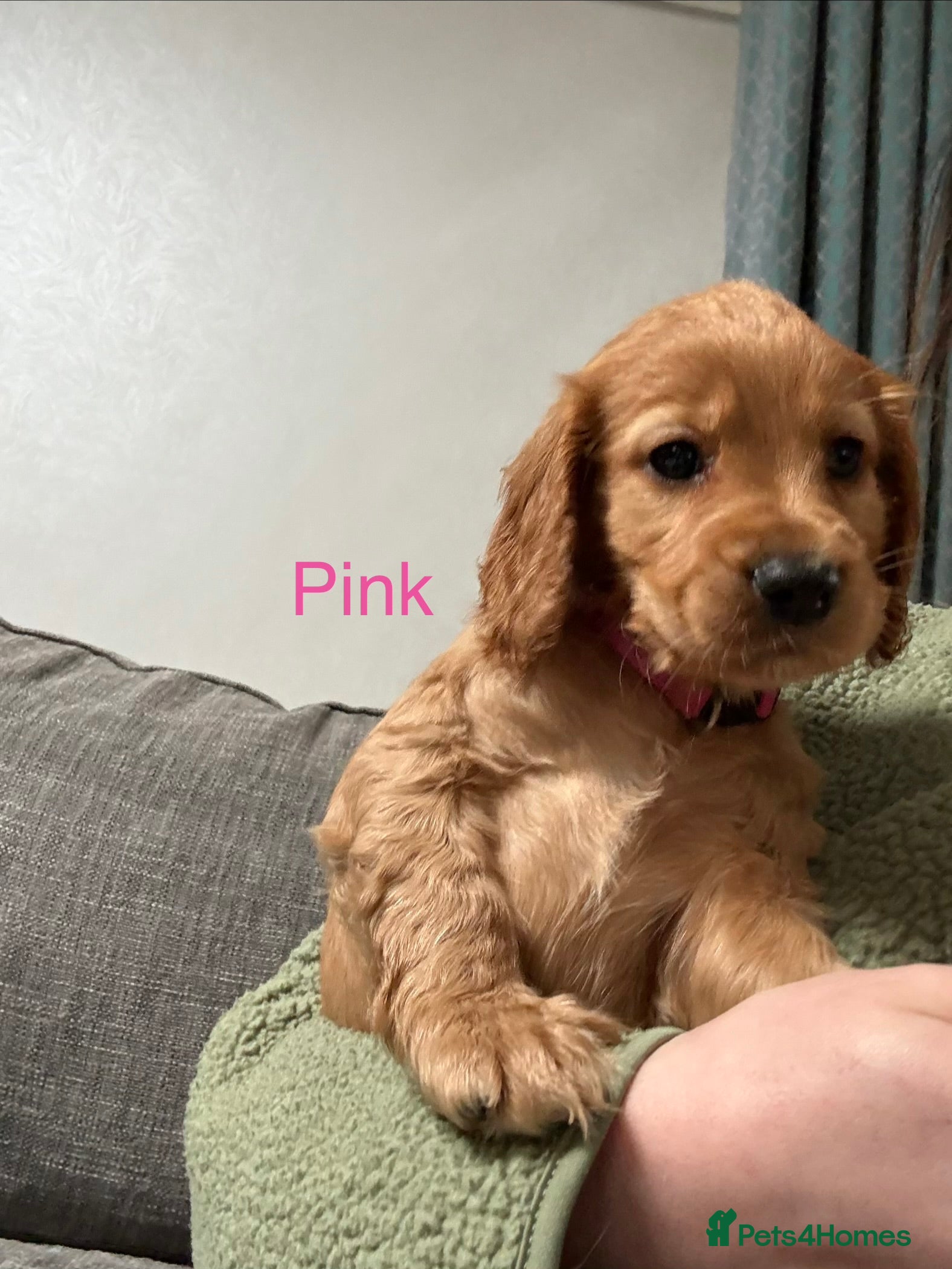 Cocker Spaniel dogs 3 girl cocker spaniel pups - Advert 5