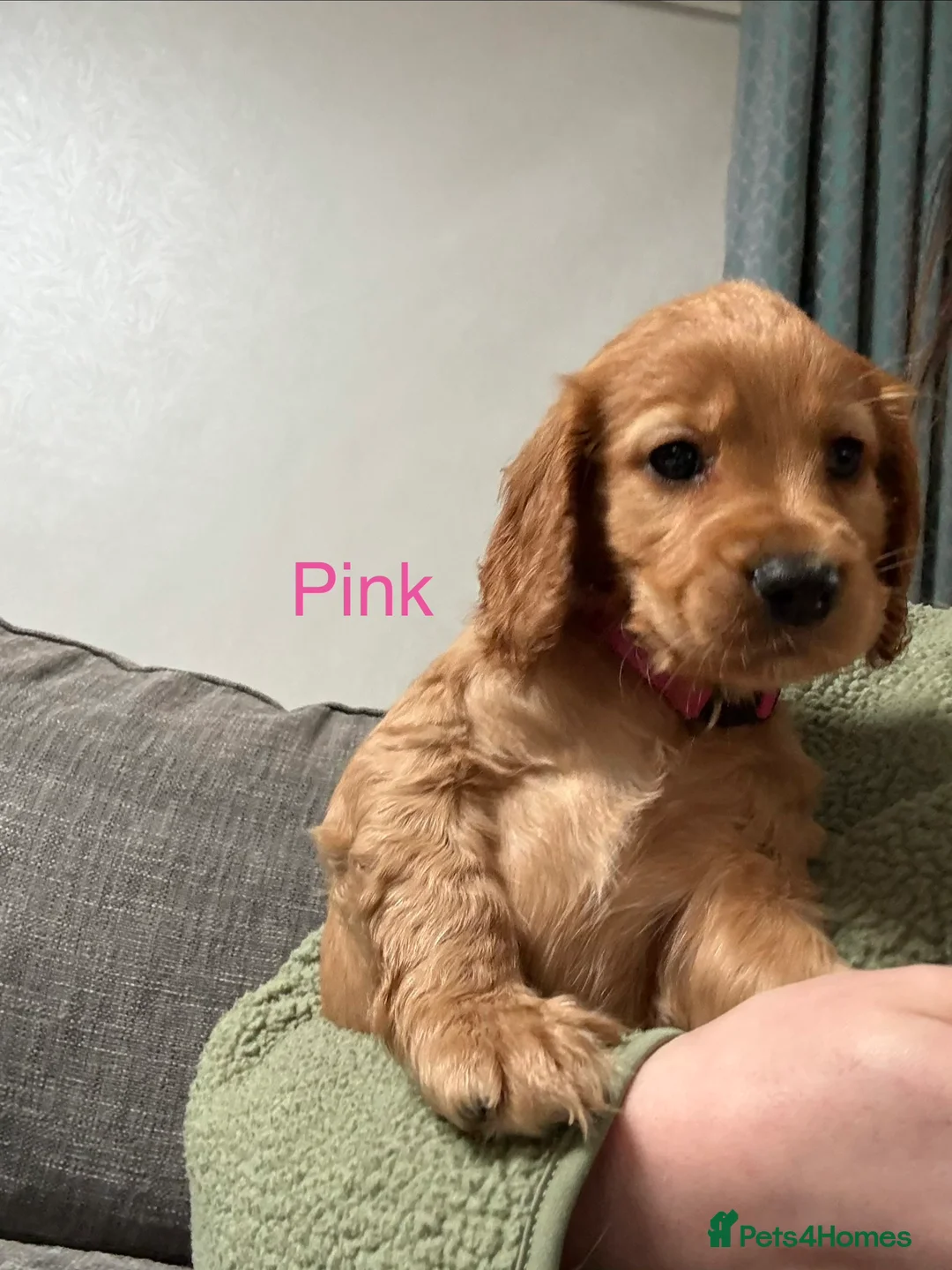 Cocker Spaniel dogs for sale: 3 girl cocker spaniel pups in Downpatrick - Advert 1
