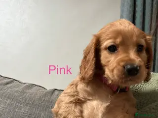 Cocker Spaniel dogs 3 girl cocker spaniel pups - Advert 1