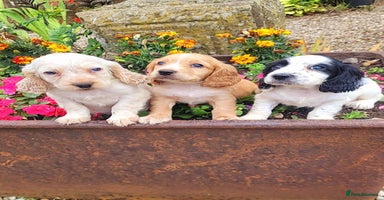 Cocker Spaniel dogs - Advert 12