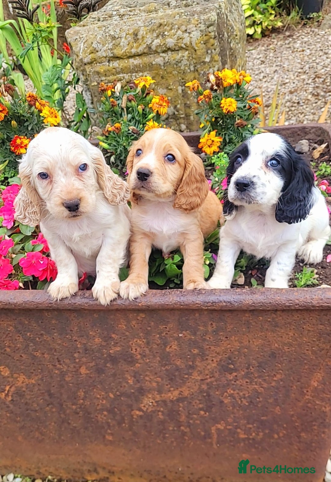 Cocker Spaniel dogs for sale: Stunning cocker spaniel puppies - Image 3
