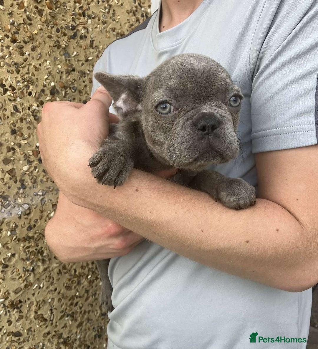 French Bulldog dogs for sale: Beautiful French bulldog puppies  - Image 3