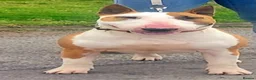 English Bull Terrier dogs for sale: 🐶 KC Registered English Bull Terrier Puppies 🐶 - Advert 19