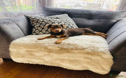 Jack Russell dogs for sale: Miniature Jack Russells  - Image 13