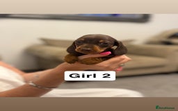 Miniature Dachshund dogs for sale: Stunning baby mini dachshunds  - Image 28
