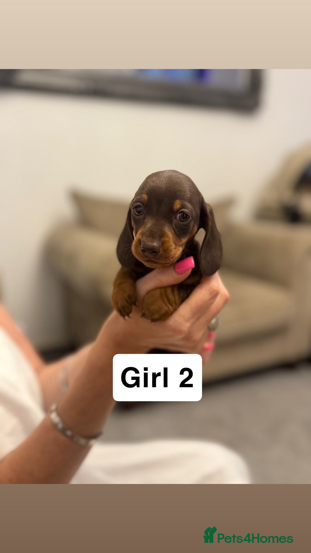 Miniature Dachshund dogs for sale: Stunning baby mini dachshunds  - Image 28