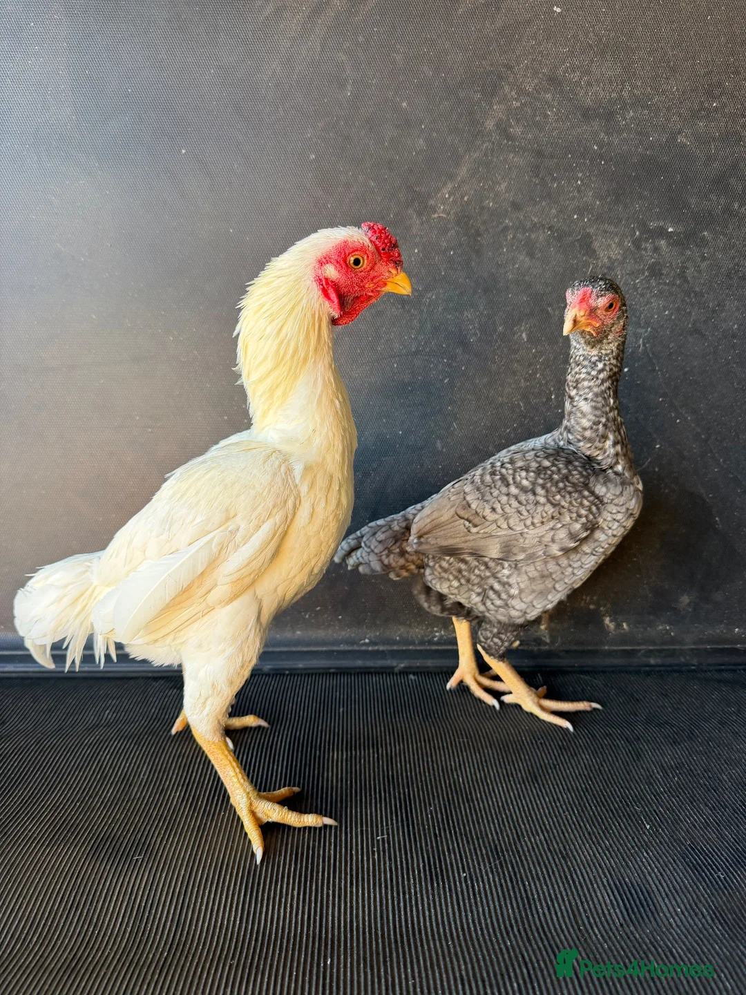 Chickens poultry for sale: ko shamo and pakistani aseel’s  - Advert 1