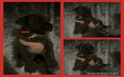 Cane Corso dogs for sale: Chunky blue cane corso pups - Image 10