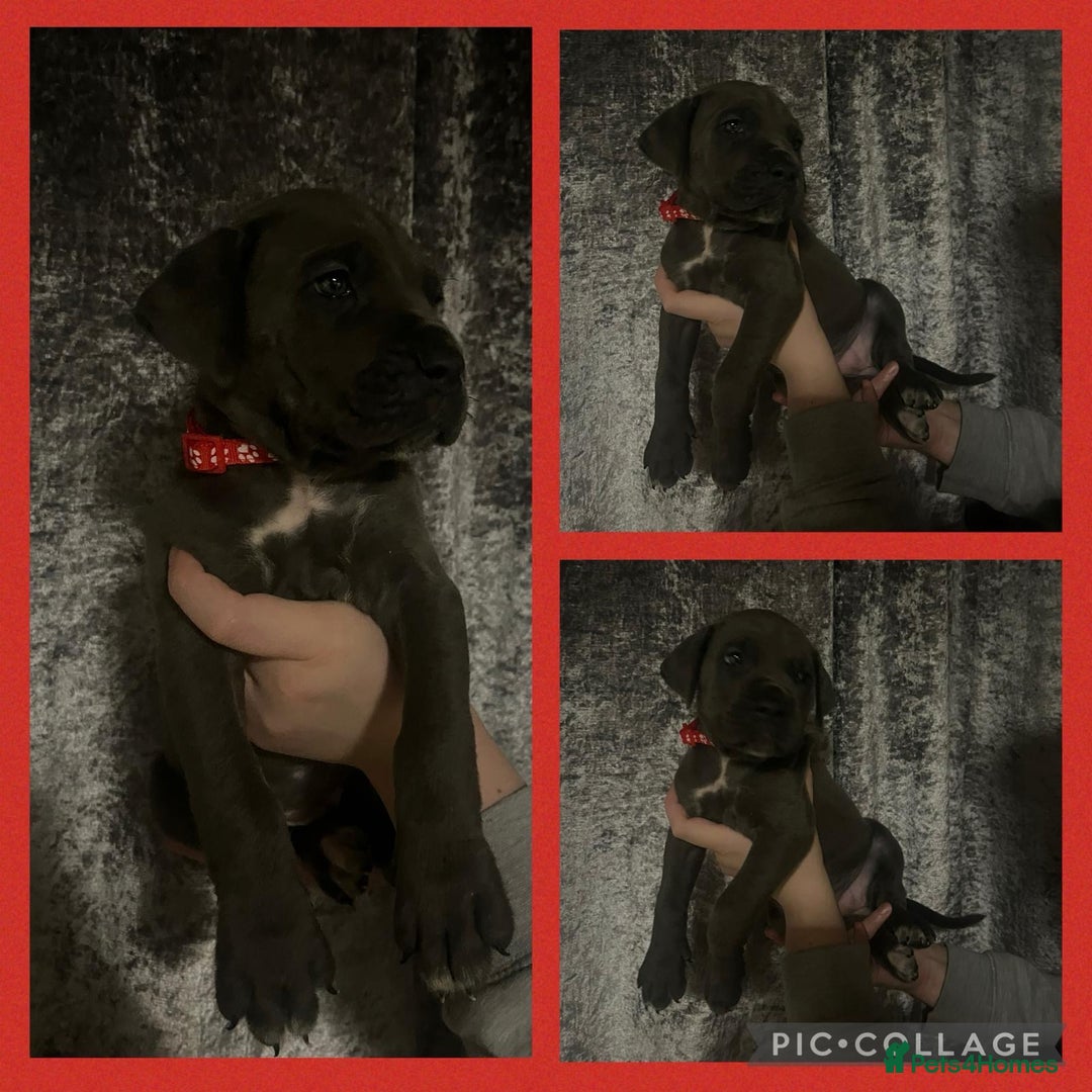 Cane Corso dogs for sale: Chunky blue cane corso pups - Image 10