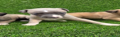 Whippet Puppy 3