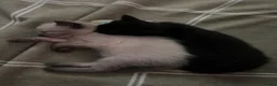 Russian Blue cats for sale: Male Russian blue mix breed  - Advert 8