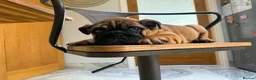 English Bulldog dogs for sale: Last boy Reduced English bulldogs - Advert 3