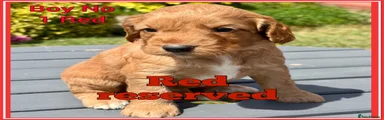 Cockapoo 1