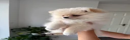 Pomeranian dogs for sale: ❤️Stunning Teddy  Bear Pomeranian girls ❤️ - Advert 14