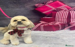 Lhasa Apso dogs for sale: 6 beautiful Lhasa apsos  - Image 27