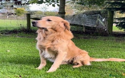 Golden Retriever dogs for sale: Golden Retriever Puppies Health Tested parents  - Image 5