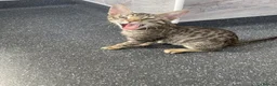 Bengal cats for sale: ♥️IAM ❤️WATCH ALL MY VIDEOS👀FOR MUMMY OR DADDY ❤️ - Advert 14