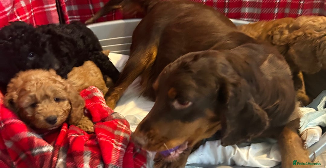 Cockapoo dogs for sale: 🐕‍🦺🐶ADORABLE COCKAPOO 🐶 🐕‍🦺 - Advert 15