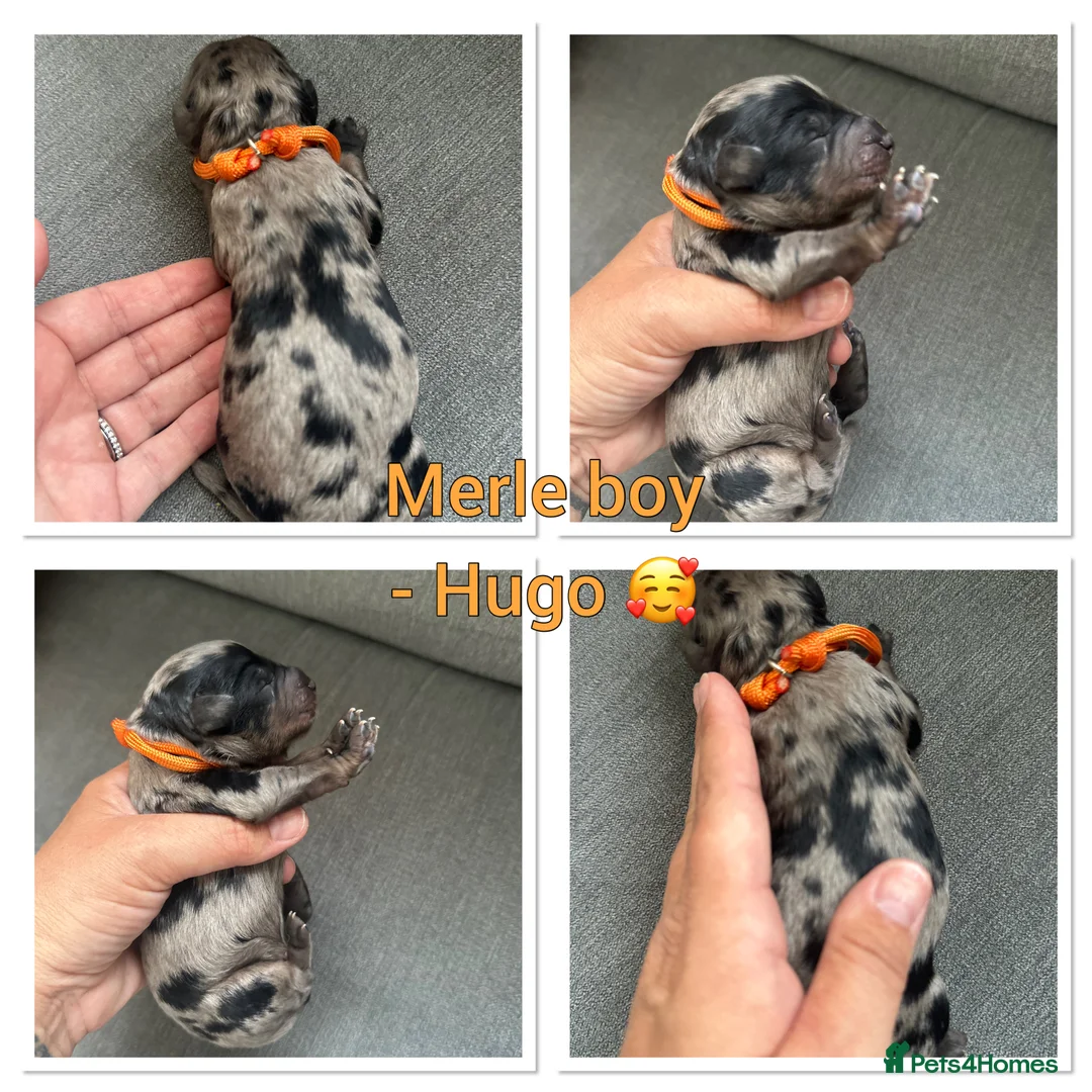 Cockapoo dogs for sale: Beautiful f1b cockapoos  - Advert 10