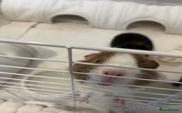 Guinea Pig rodents for sale: 2 teddy guinea pigs for Rehoming  - Image 3