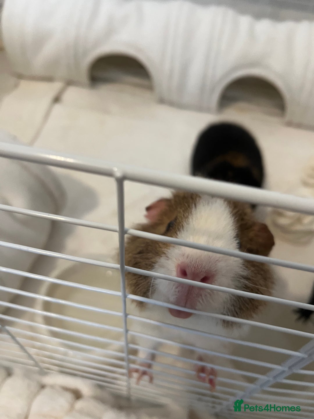 Guinea Pig rodents for sale: 2 teddy guinea pigs for Rehoming  - Image 3