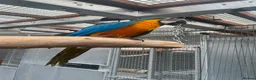 Parrots birds for sale: Selling various handreared babies  - Advert 1