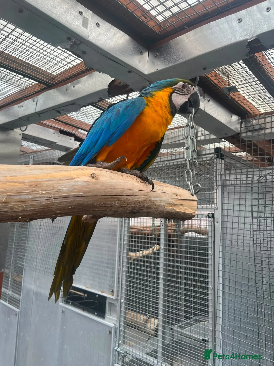 Parrots birds for sale: Selling various handreared babies  - Advert 1