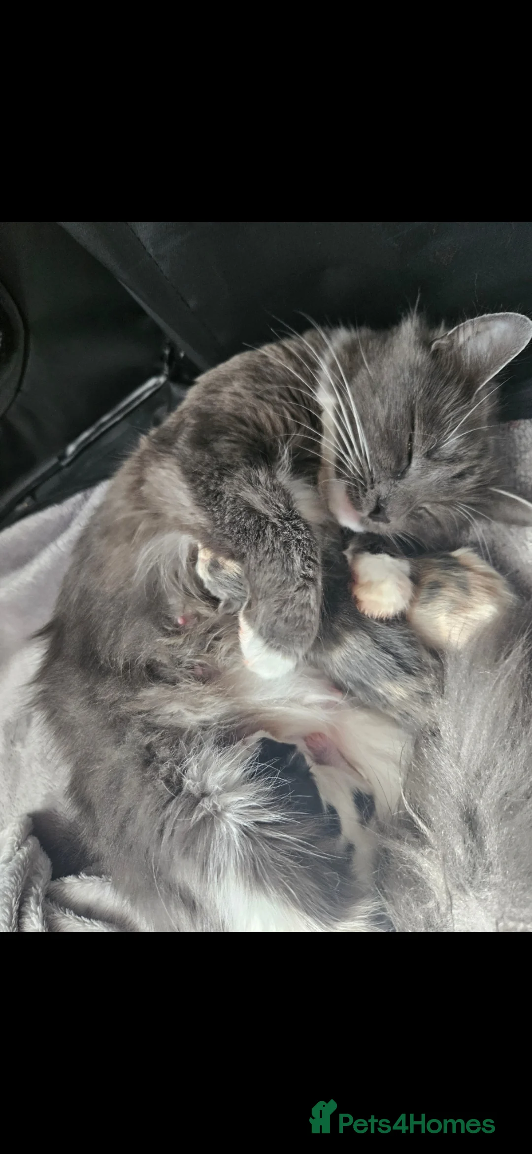 Mixed Breed cats for sale: Last girl kitten - Advert 4