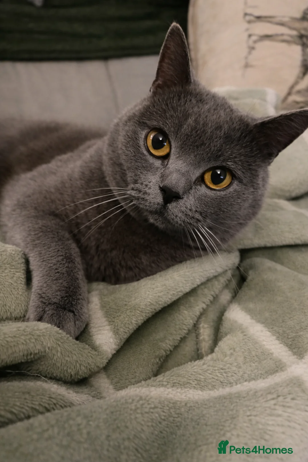 British Shorthair cats for sale: Beautiful British Shorthair female  - Advert 2