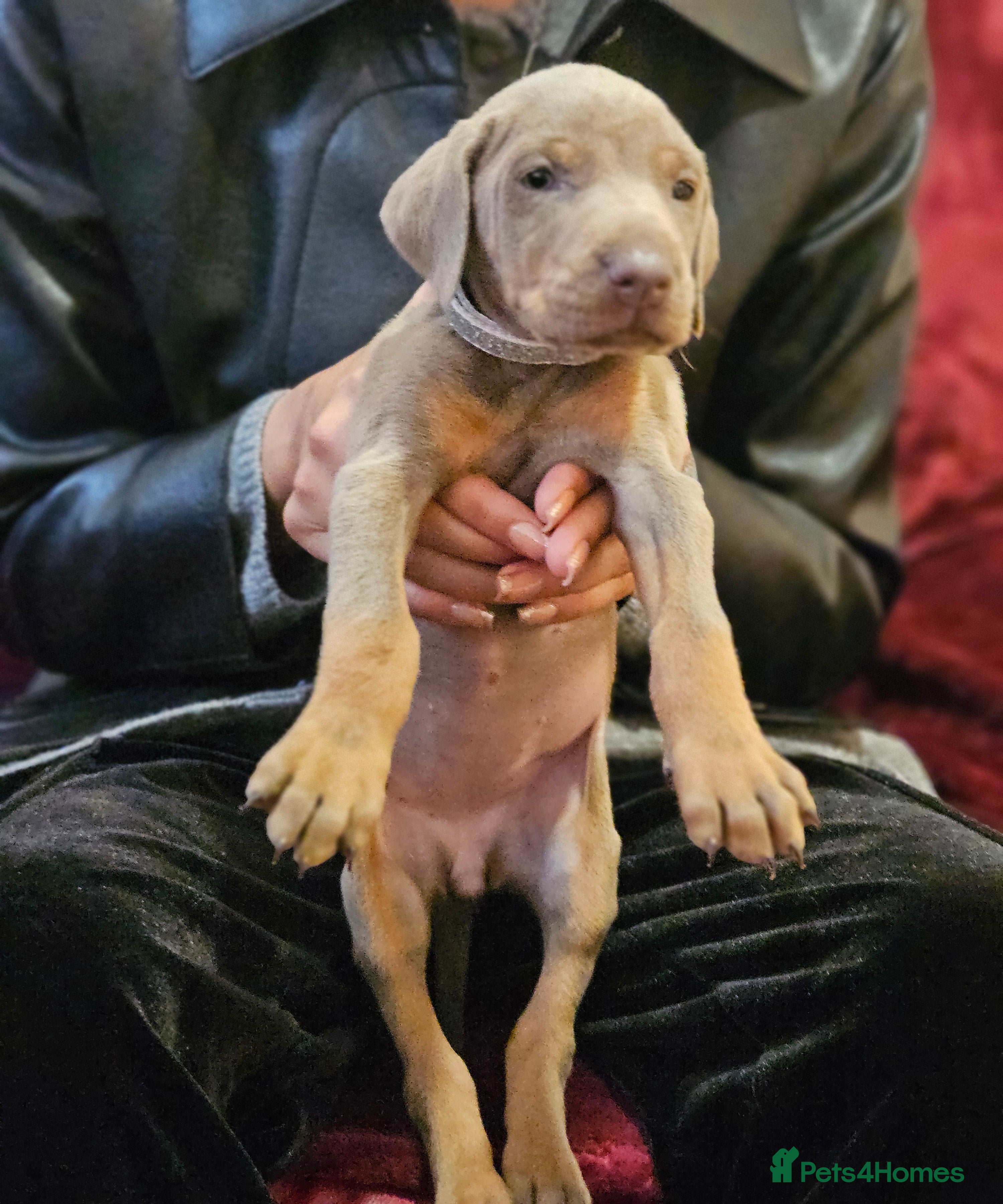Dobermann dogs International Champ Bloodline Pups Ready 25thDEC - Advert 3