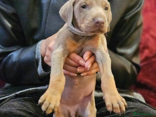 Dobermann dogs International Champ Bloodline Pups Ready 25thDEC - Advert 4