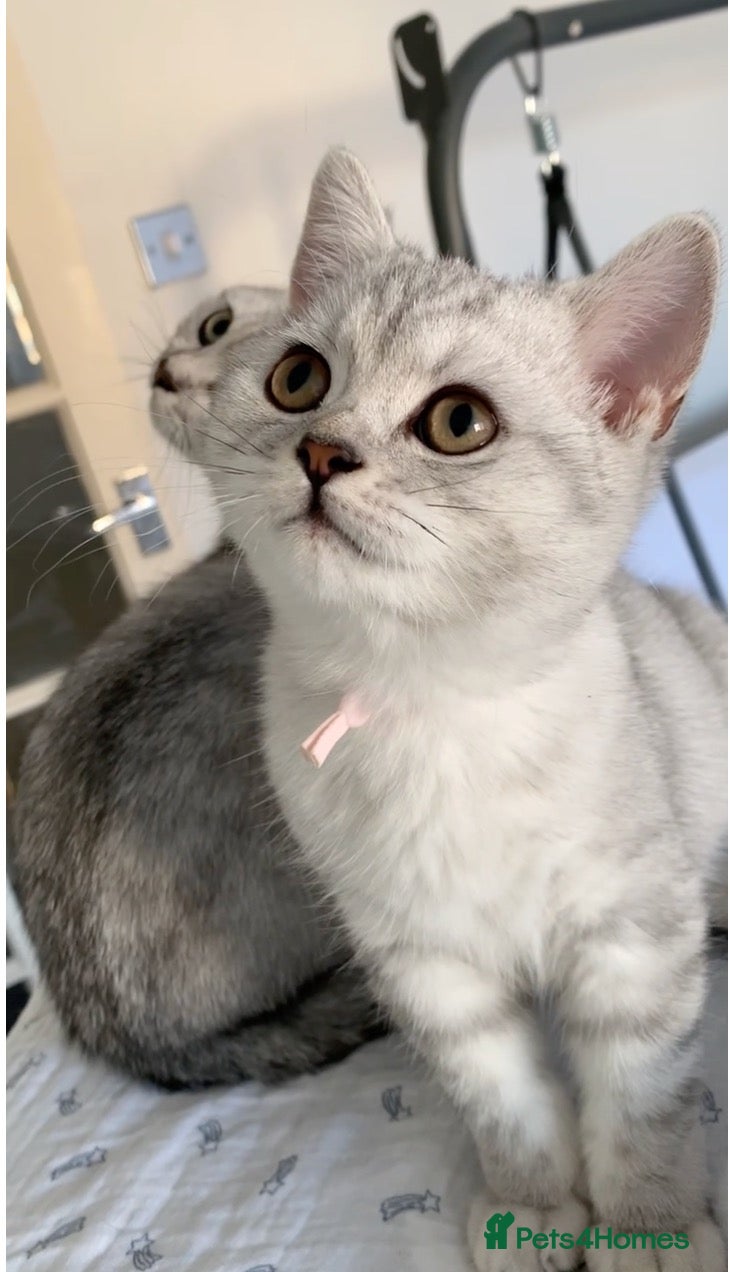 British Shorthair cats for sale: Beautiful British Shorthair Babies 🤍 - Advert 2