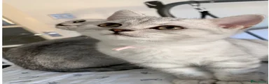 British Shorthair 1