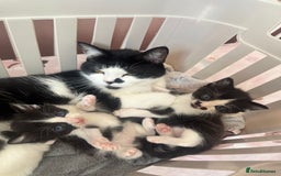 Mixed Breed cats for sale: X 2 black and white female kittens - Image 6