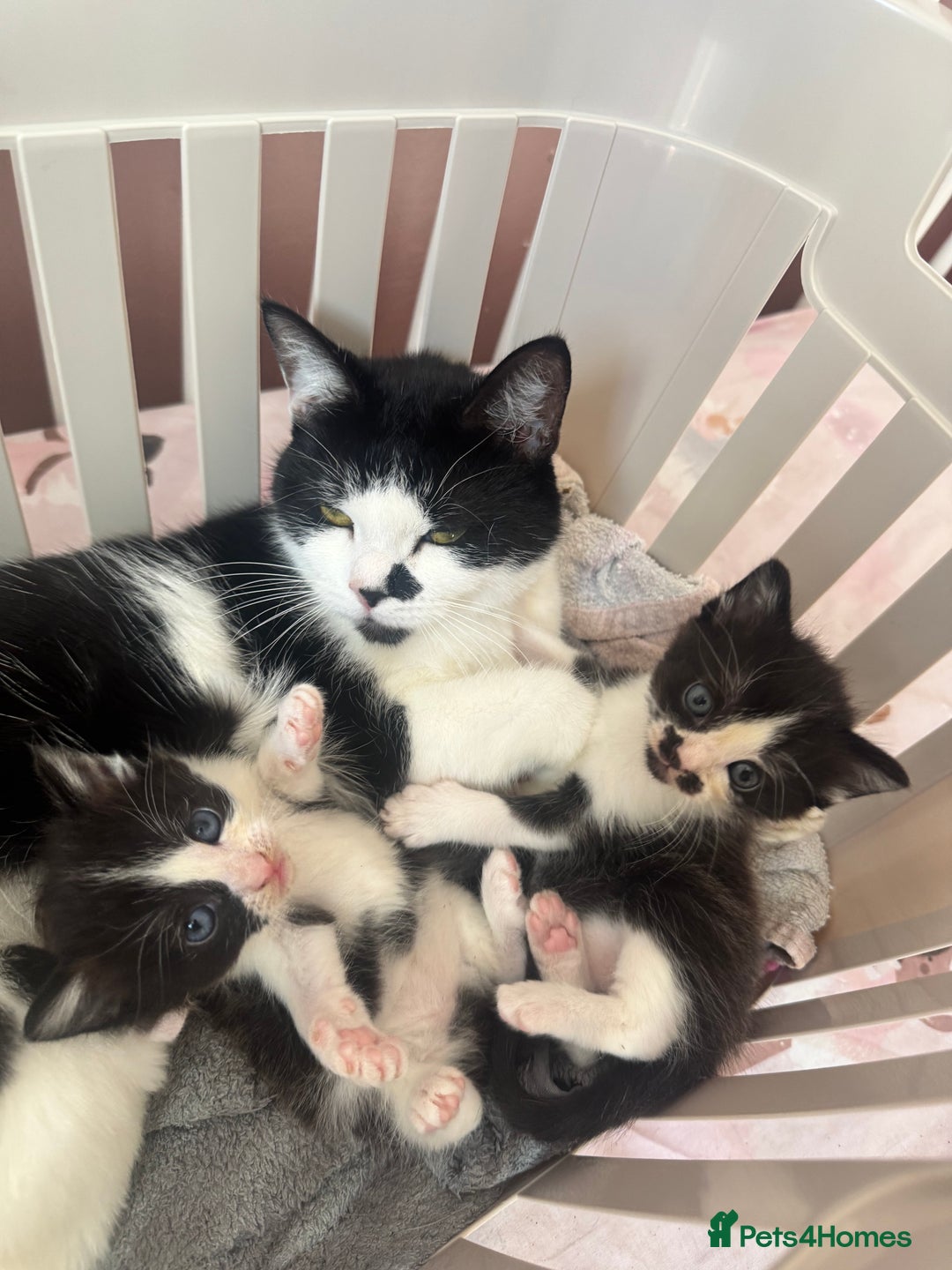 Mixed Breed cats for sale: X 2 black and white female kittens - Image 6