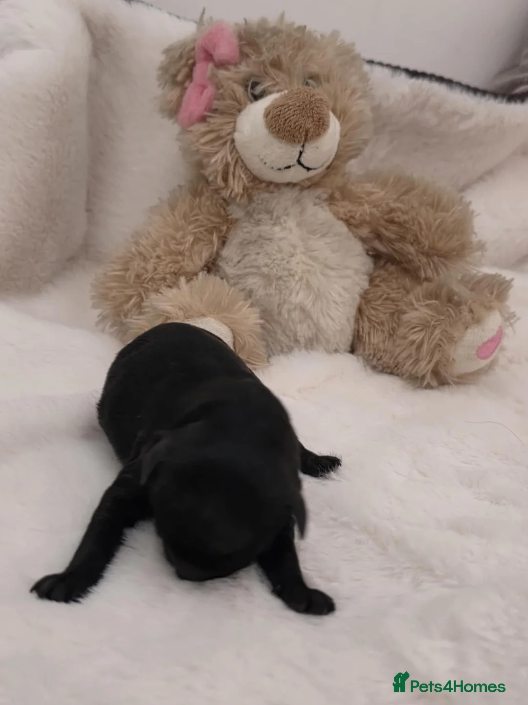 Maltipoo dogs for sale: Stunning✨rare Maltipoos  - Advert 6