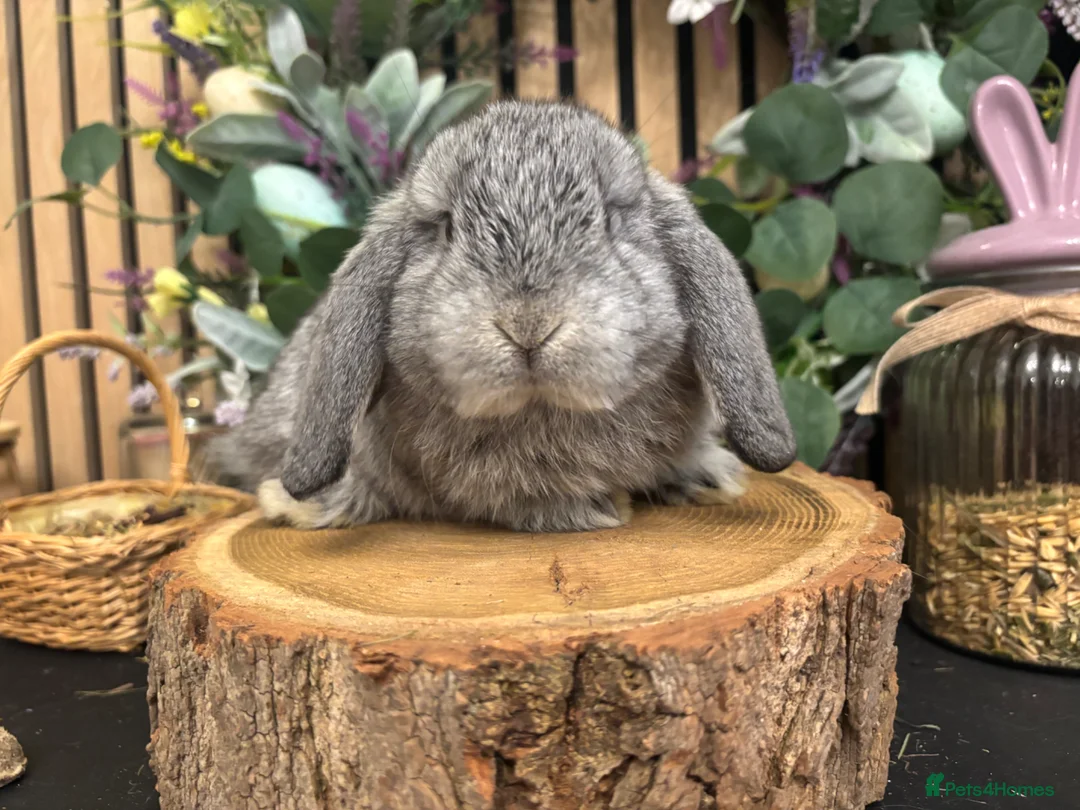 Mini Lop rabbits for sale: Mini lop rabbits raised indoors in home - Advert 2