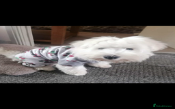 Mixed Breed dogs for sale: West highland terrier x Bichon Frise pups for sale - Image 3