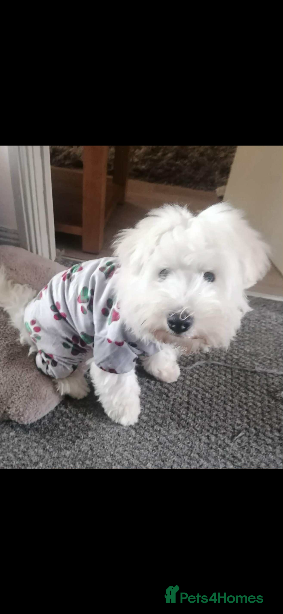Mixed Breed dogs for sale: West highland terrier x Bichon Frise pups for sale - Image 3