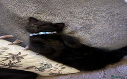 Chantilly-Tiffany cats for sale: Kitten for sale  - Image 1