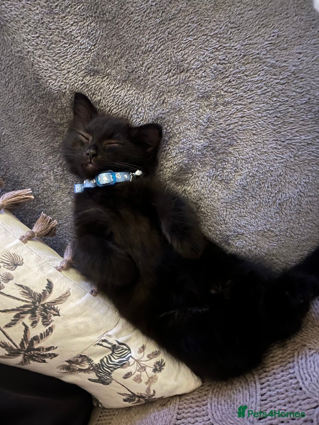 Chantilly-Tiffany cats for sale: Kitten for sale  - Image 1